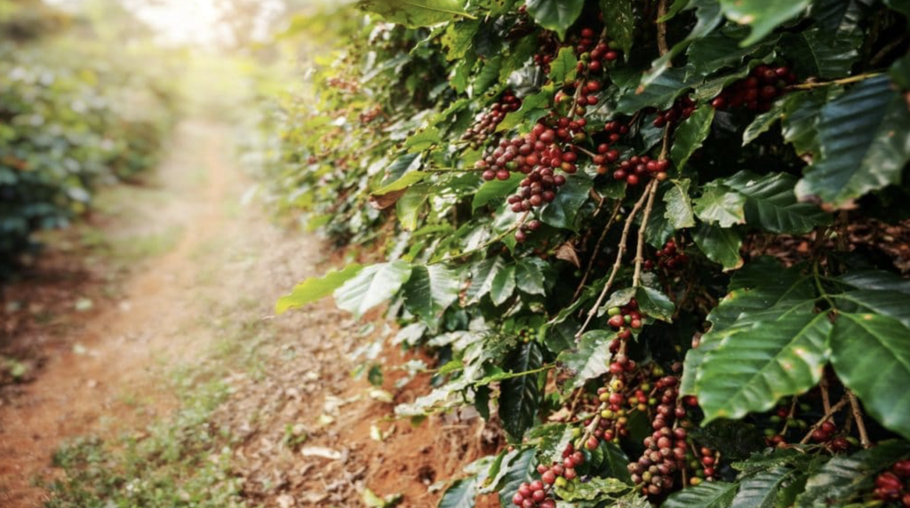 Glyphosate 480 IPA 1lt