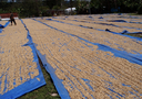Coffee Film Blue PE 2.4m*180g