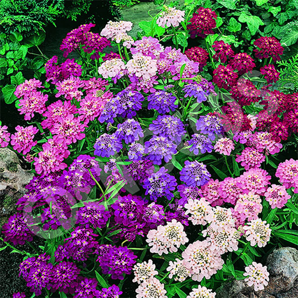 Seed Candytuft Fairy Mixure 0.719g MFG1507