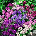 Seed Candytuft Fairy Mixure 0.719g MFG1507
