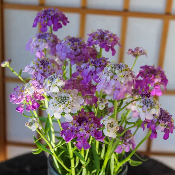 Seed Candytuft Fairy Mixure 0.719g MFG1507