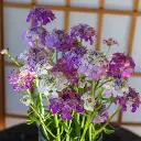 Seed Candytuft Fairy Mixure 0.719g MFG1507