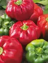 Seed Capsicum Californian Wonder 0.25g MFG2250