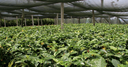 Shade Cloth Grn 1.8m 50% Rate