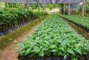 Shade Cloth Grn 1.8m 50% Rate