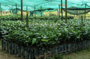 Shade Cloth Grn 1.8m 50% Rate