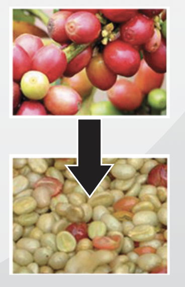 Coffee Pulper Manual Kofi King