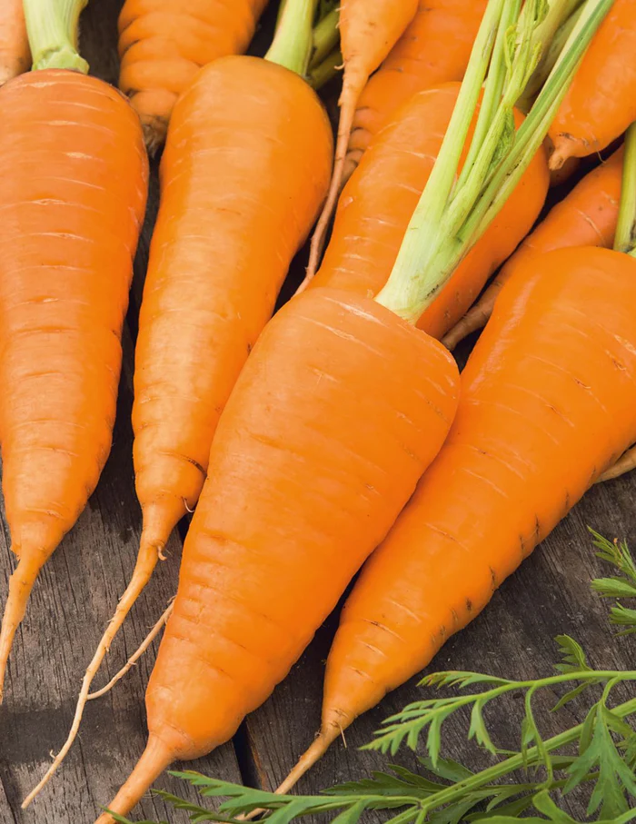 Seed Carrot Kuroda 0.53g MFG5143