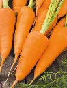 Seed Carrot Kuroda 0.53g MFG5143