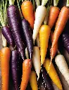 Seed Carrot Mixed Colours 0.5g MFG2321