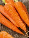 Seed Carrot Topweight Imprvd 0.607g MFG5687