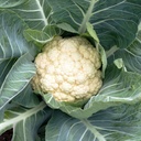 Seed Cauliflower Snow Ball 0.938g MFG2257