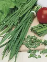 Seed Chives Garlic 0.569g MFG2314