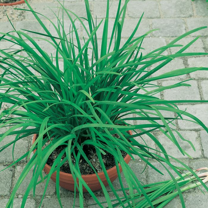 Seed Chives Garlic 0.569g MFG2314