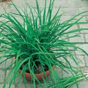 Seed Chives Garlic 0.569g MFG2314