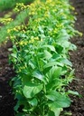 Seed Choy Sum'Flowering Pak Choi'0.658g MFG2324