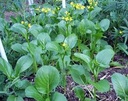 Seed Choy Sum'Flowering Pak Choi'0.658g MFG2324