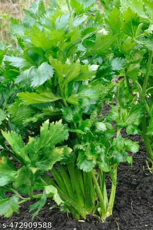 Seed Coriander 1.13g MFG2706