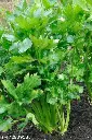Seed Coriander 1.13g MFG2706