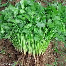 Seed Coriander 1.13g MFG2706
