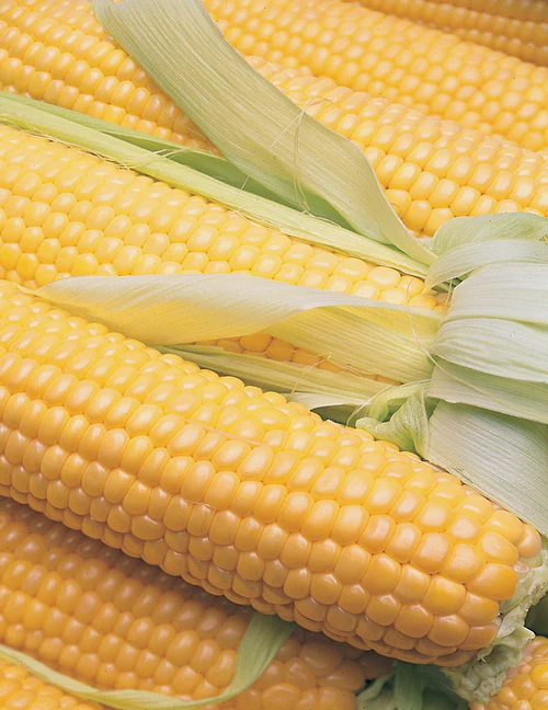 Seed Corn Sweet Terrific bulk bag BP55g MFG6079