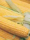 Seed Corn Sweet Terrific bulk bag BP55g MFG6079