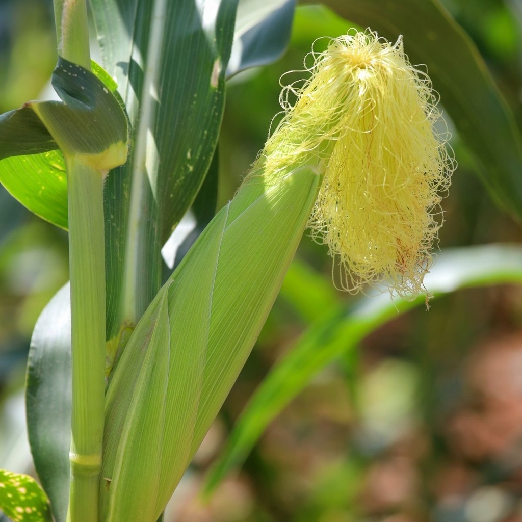 Seed Corn Sweet Terrific bulk bag BP55g MFG6079