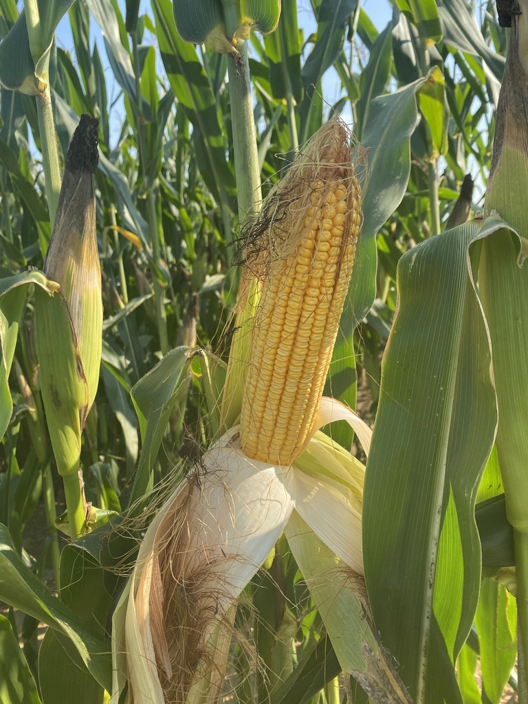 Seed CornSweet kelvedon 10g MFG2994