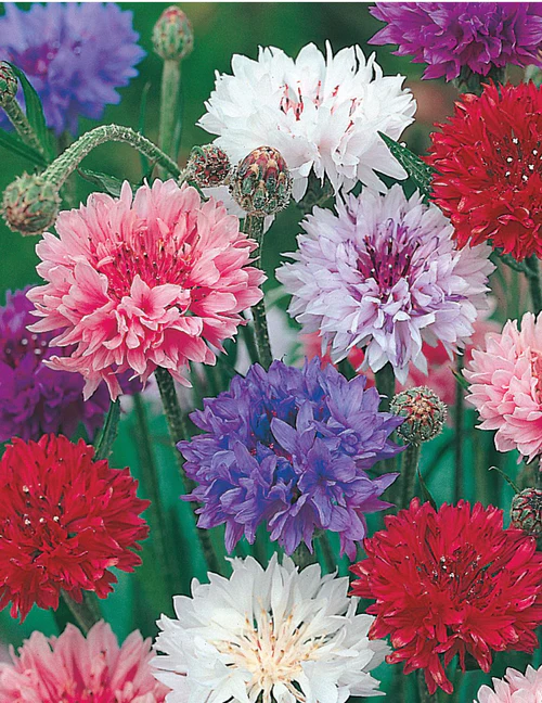 Seed Cornflower Polka Dot 2.102g MFG1508
