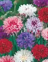 Seed Cornflower Polka Dot 2.102g MFG1508