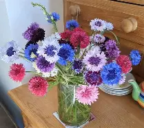 Seed Cornflower Polka Dot 2.102g MFG1508