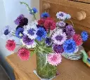 Seed Cornflower Polka Dot 2.102g MFG1508