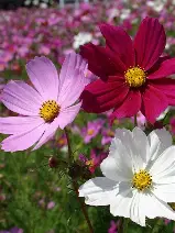 Seed Cosmos Sensation1.4g MFG498