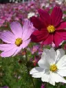 Seed Cosmos Sensation1.4g MFG498