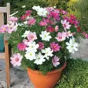 Seed Cosmos Sensation1.4g MFG498
