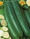 Seed Cucumber B/less Tasty 0.312g MFG2095