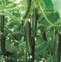 Seed Cucumber Cont.(Telegraph).312g MFG 2306