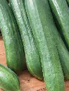 Seed Cucumber Cont.(Telegraph).312g MFG 2306