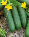 Seed Cucumber Lebanese 2.725g MFG2218