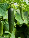 Seed Cucumber Long Grn 1.558g MFG2219