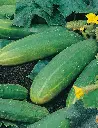 Seed Cucumber Spacemaster 2.5g MFG5688