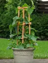 Seed Cucumber Spacemaster 2.5g MFG5688