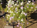 Seed Daisy Swan River Mixed 0.088g MFG2290