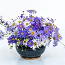 Seed Daisy Swan River Mixed 0.088g MFG2290