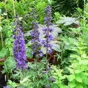 Seed Delphinium Pac.Giants 0.247g MFG020