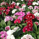 Seed Dianthus Spring Beauty 0.175g MFG155