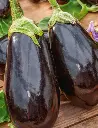 Seed Eggplant BBeauty 0.706g MFG2220