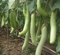 Seed Eggplant Thai Long Grn