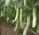 Seed Eggplant Thai Long Grn