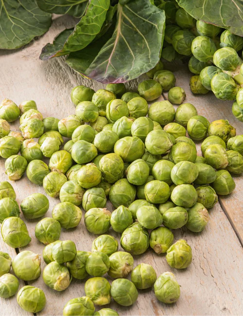 Seed Evesham Brussels Sprt 1.968g MFG2021